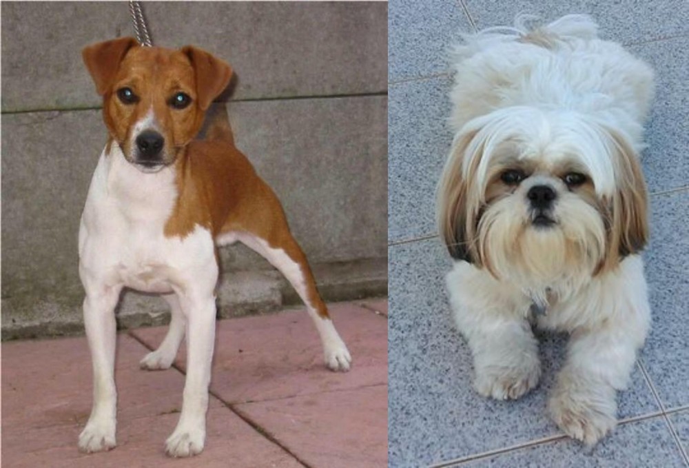 Shih Tzu vs Plummer Terrier - Breed Comparison
