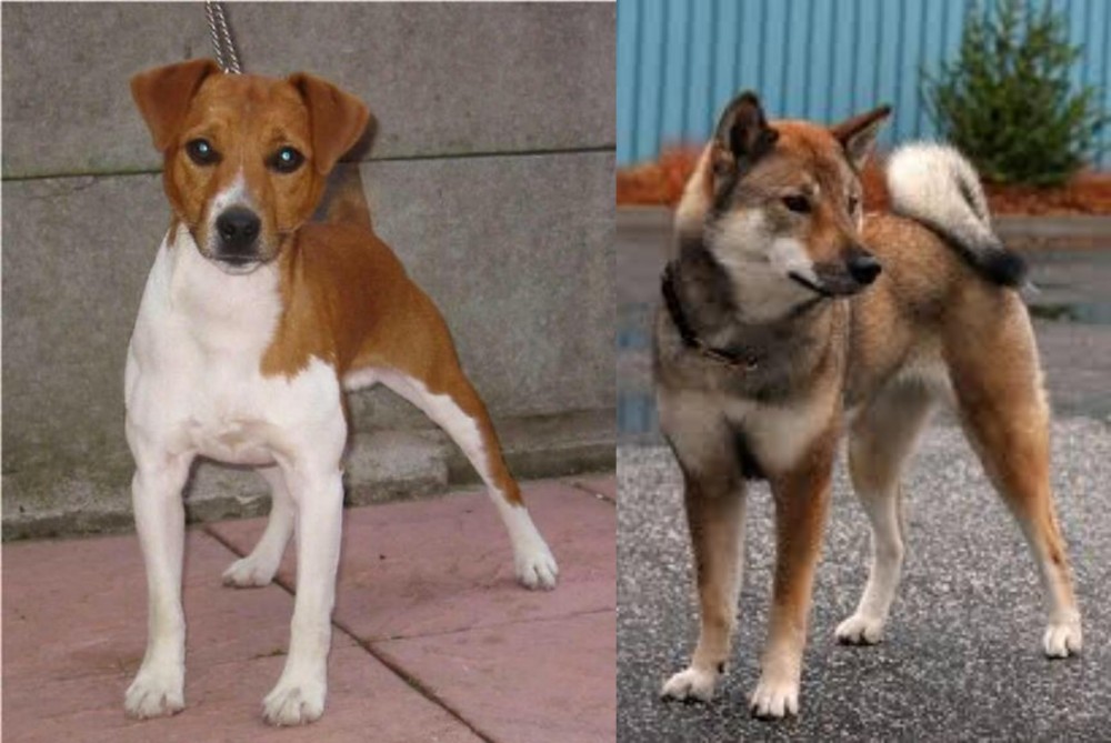 Shikoku vs Plummer Terrier - Breed Comparison
