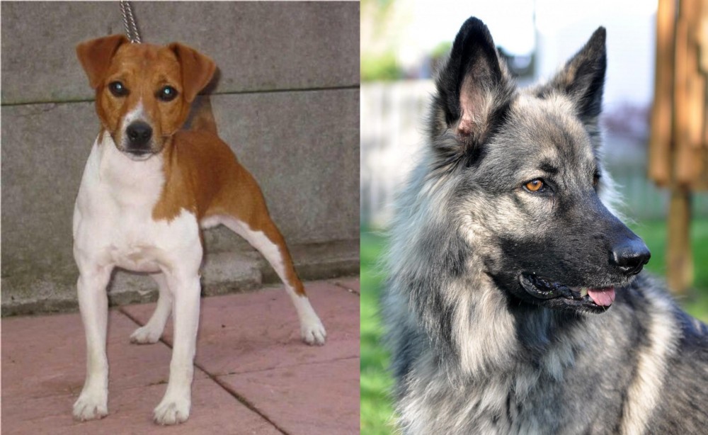 Shiloh Shepherd vs Plummer Terrier - Breed Comparison