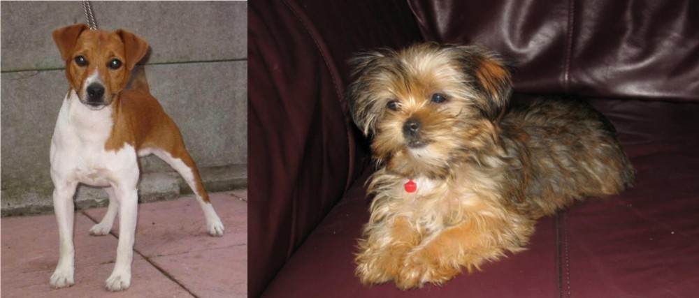 Shorkie vs Plummer Terrier - Breed Comparison