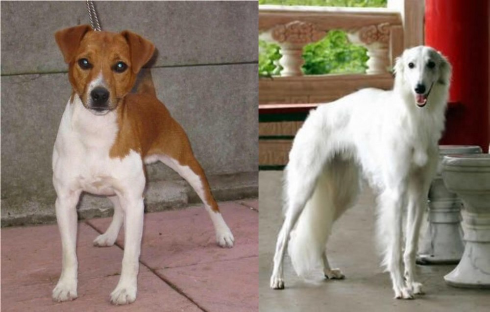Silken Windhound vs Plummer Terrier - Breed Comparison