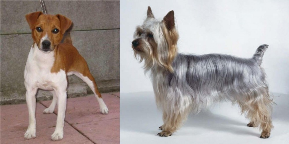 Silky Terrier vs Plummer Terrier - Breed Comparison