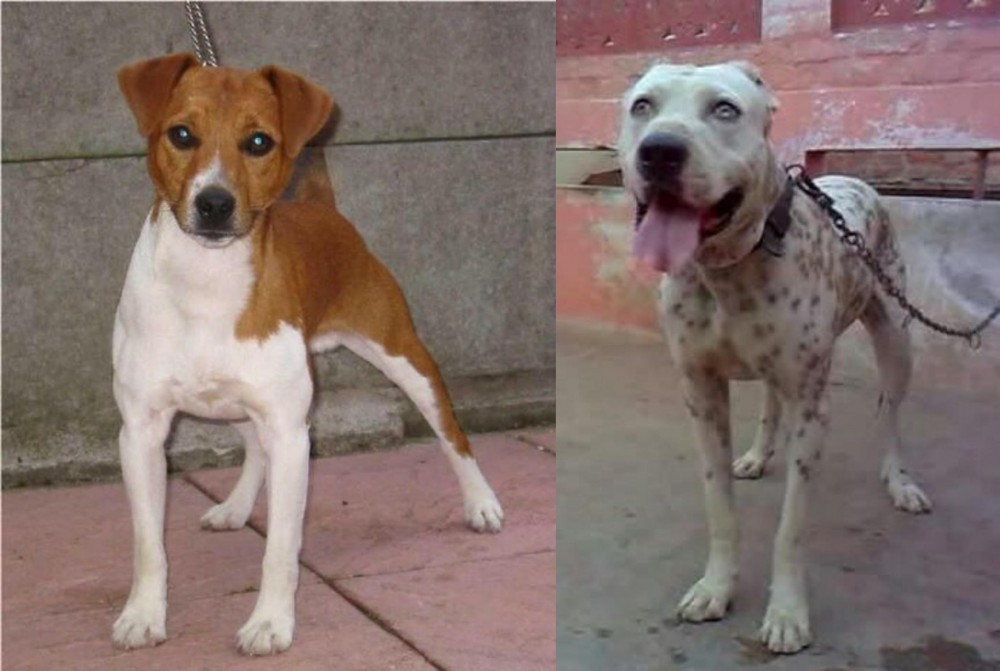 Sindh Mastiff vs Plummer Terrier - Breed Comparison