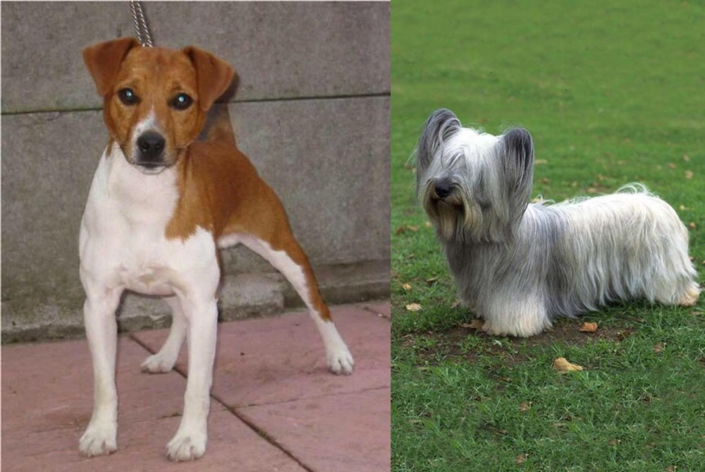 Skye Terrier vs Plummer Terrier - Breed Comparison