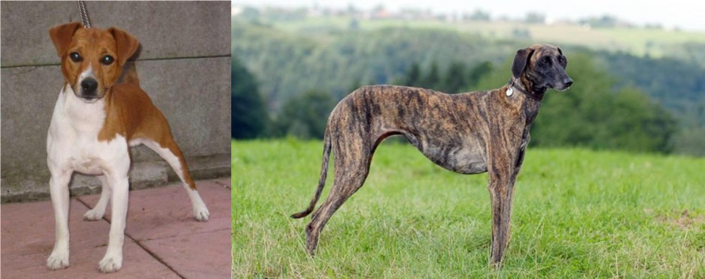 Sloughi vs Plummer Terrier - Breed Comparison