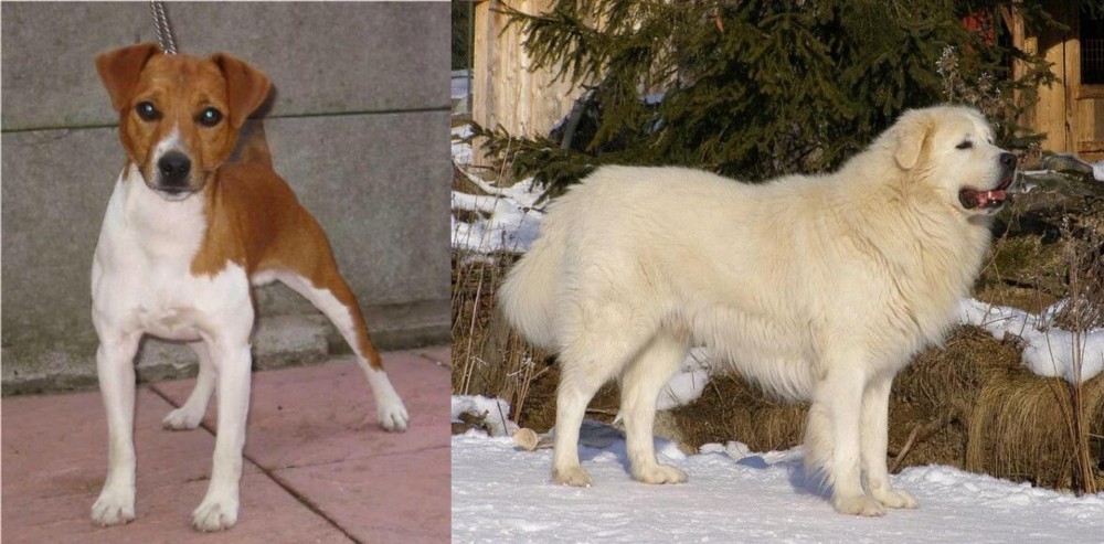 Slovak Cuvac vs Plummer Terrier - Breed Comparison
