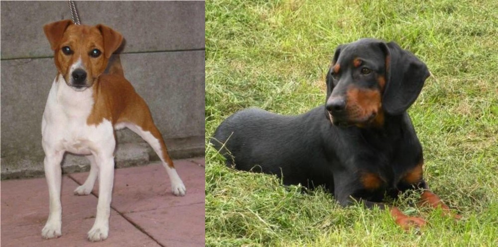 Slovakian Hound vs Plummer Terrier - Breed Comparison