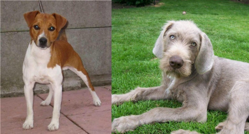 Slovakian Rough Haired Pointer vs Plummer Terrier - Breed Comparison