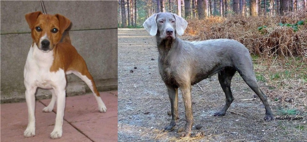 Slovensky Hrubosrsty Stavac vs Plummer Terrier - Breed Comparison