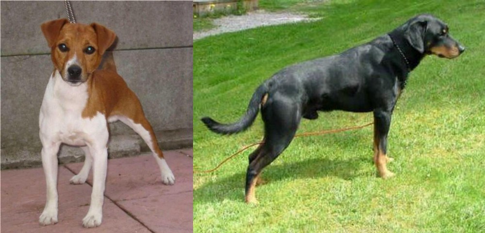Smalandsstovare vs Plummer Terrier - Breed Comparison