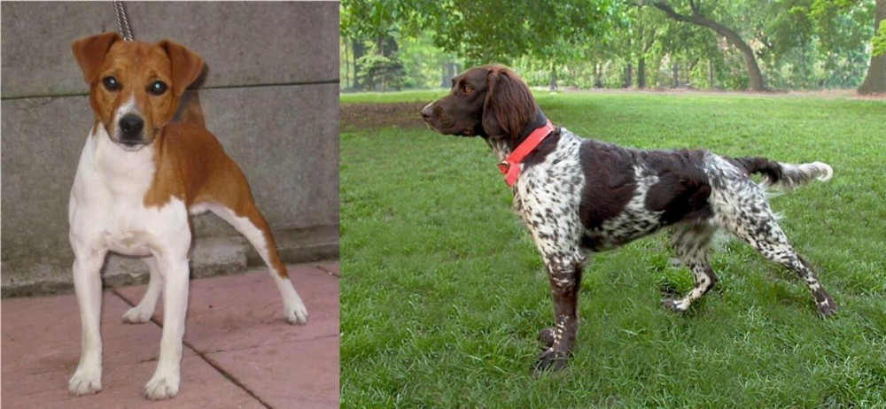 Small Munsterlander vs Plummer Terrier - Breed Comparison