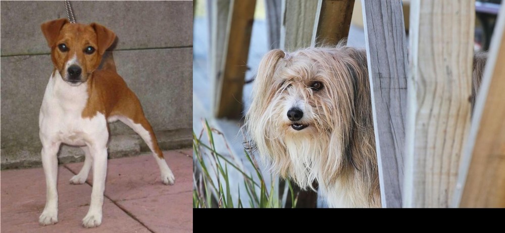 Smithfield vs Plummer Terrier - Breed Comparison