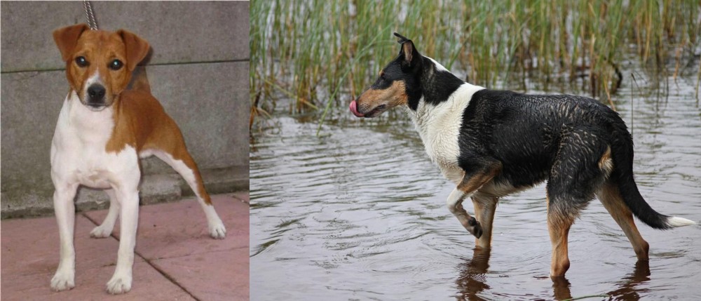 Smooth Collie vs Plummer Terrier - Breed Comparison