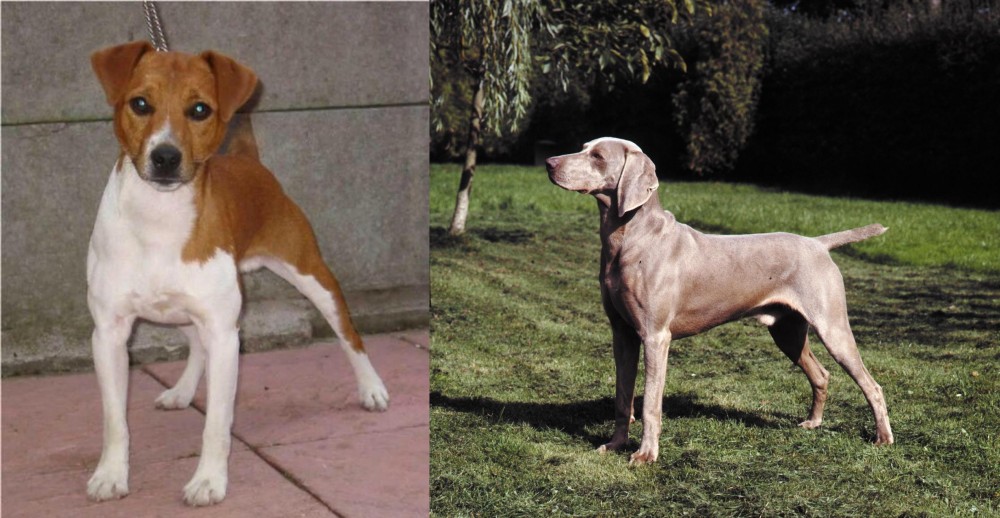 Smooth Haired Weimaraner vs Plummer Terrier - Breed Comparison