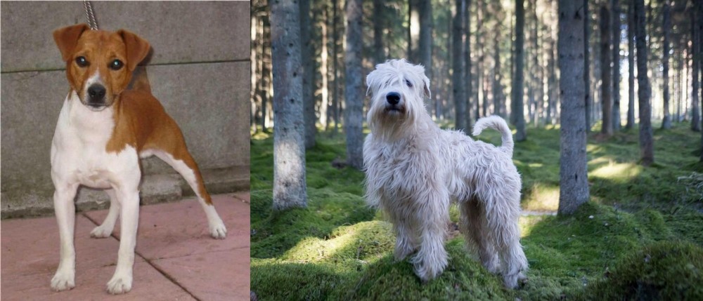 Soft-Coated Wheaten Terrier vs Plummer Terrier - Breed Comparison