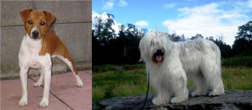 South Russian Ovcharka vs Plummer Terrier - Breed Comparison