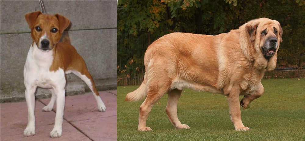 Spanish Mastiff vs Plummer Terrier - Breed Comparison