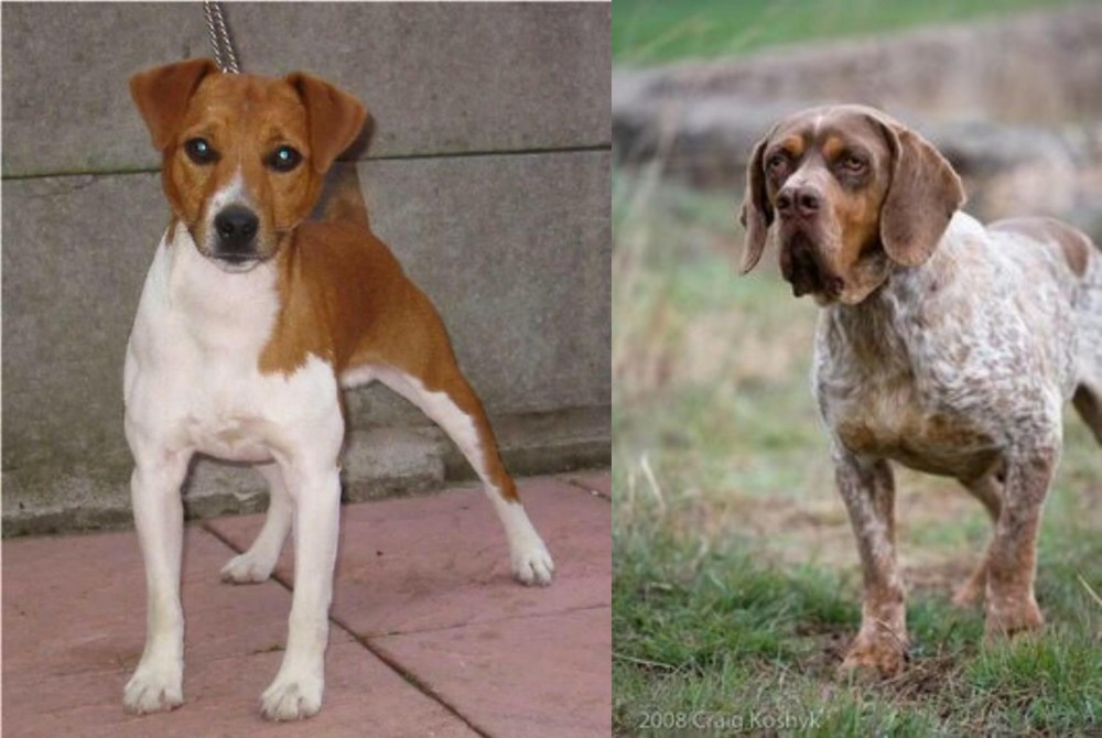 Spanish Pointer vs Plummer Terrier - Breed Comparison