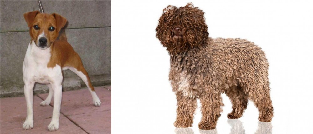 Spanish Water Dog vs Plummer Terrier - Breed Comparison