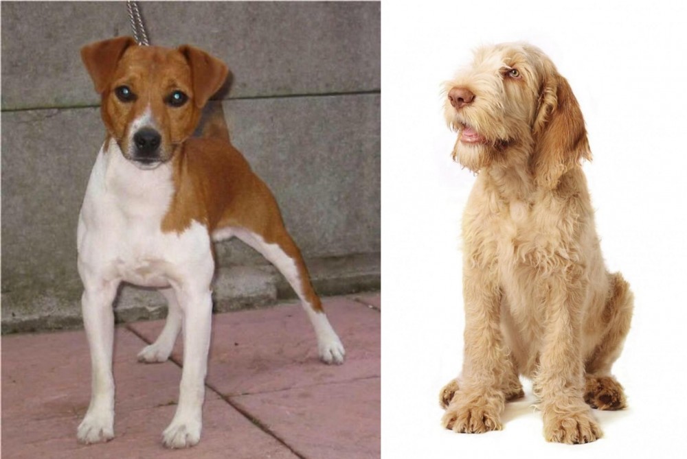 Spinone Italiano vs Plummer Terrier - Breed Comparison