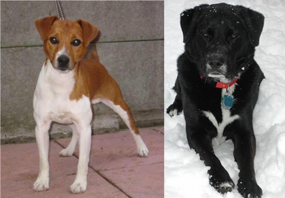 St. John's Water Dog vs Plummer Terrier - Breed Comparison