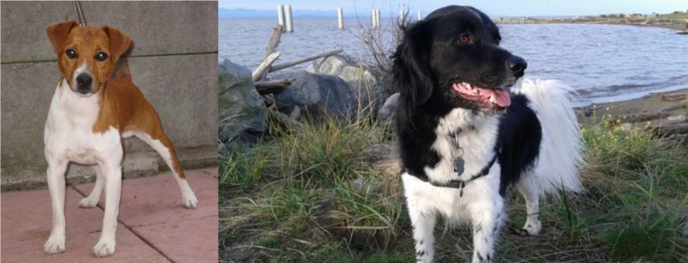 Stabyhoun vs Plummer Terrier - Breed Comparison