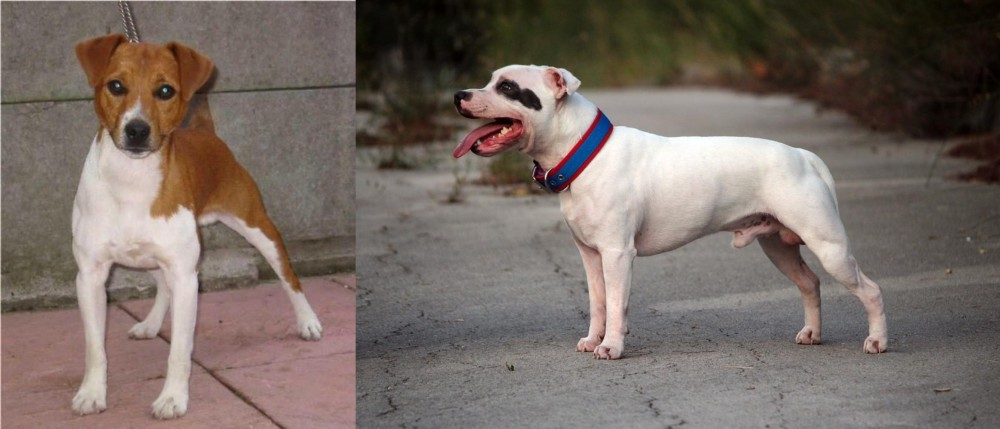 Staffordshire Bull Terrier vs Plummer Terrier - Breed Comparison