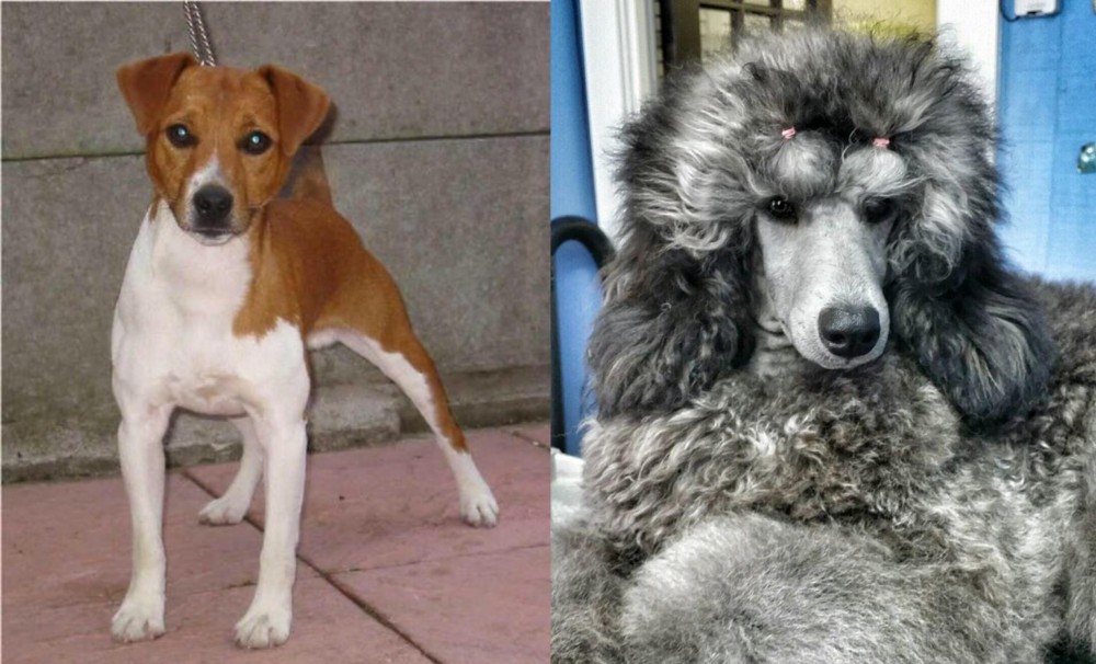 Standard Poodle vs Plummer Terrier - Breed Comparison