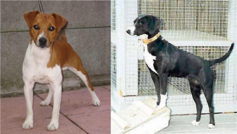 Stephens Stock vs Plummer Terrier - Breed Comparison