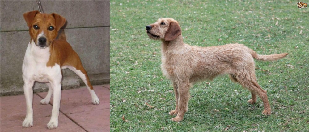 Styrian Coarse Haired Hound vs Plummer Terrier - Breed Comparison