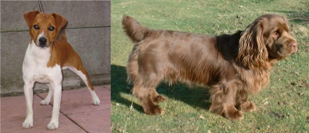 Sussex Spaniel vs Plummer Terrier - Breed Comparison