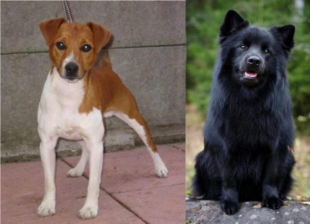 Swedish Lapphund vs Plummer Terrier - Breed Comparison