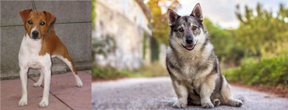 Swedish Vallhund vs Plummer Terrier - Breed Comparison