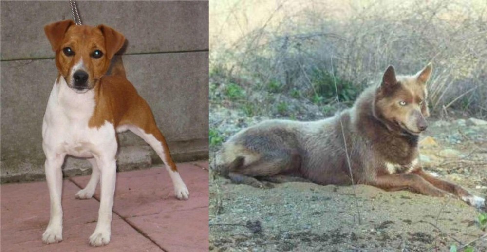 Tahltan Bear Dog vs Plummer Terrier - Breed Comparison