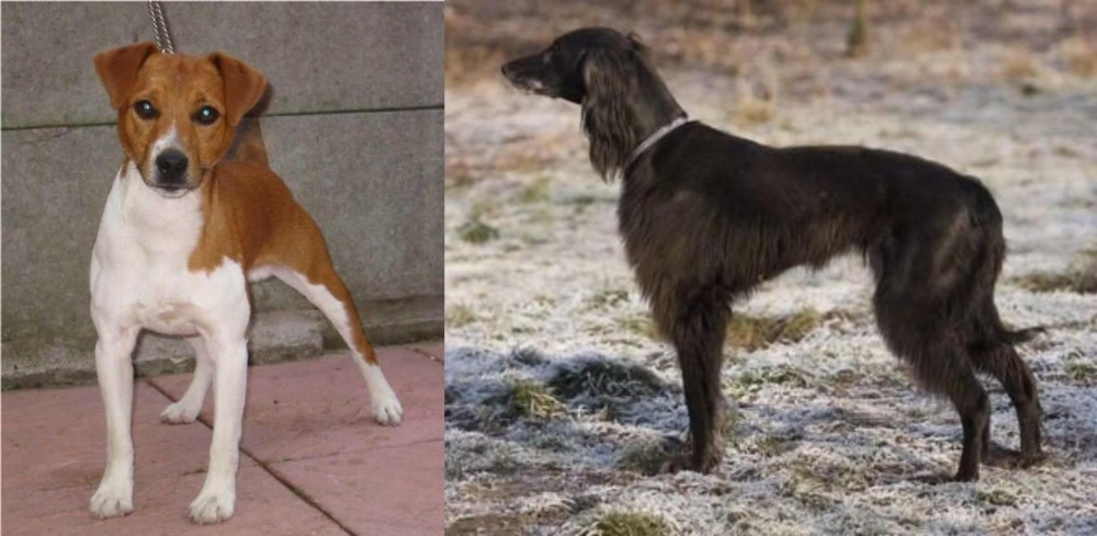 Taigan vs Plummer Terrier - Breed Comparison