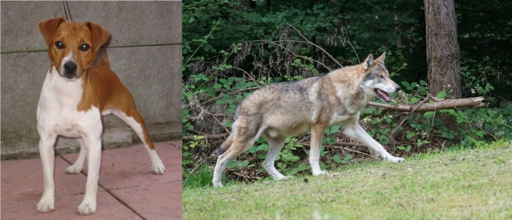 Tamaskan vs Plummer Terrier - Breed Comparison