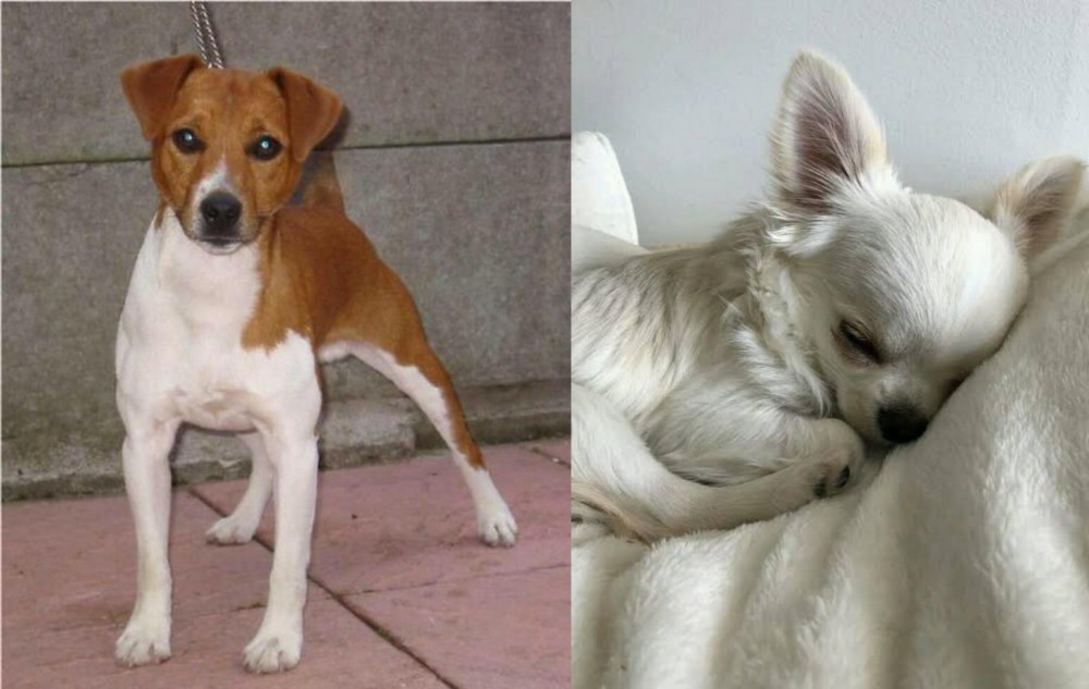 Tea Cup Chihuahua vs Plummer Terrier - Breed Comparison
