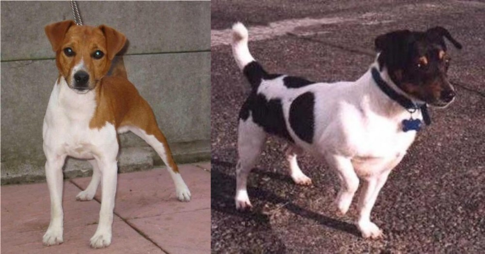 Teddy Roosevelt Terrier vs Plummer Terrier - Breed Comparison