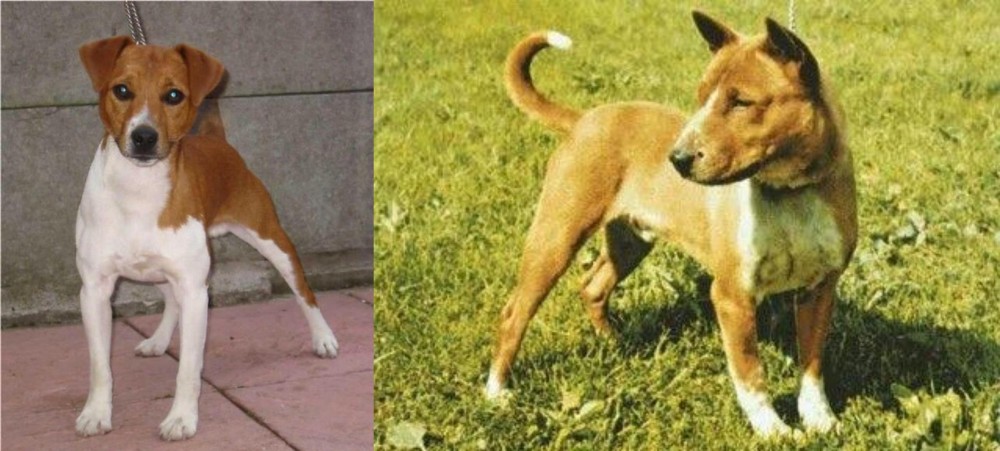 Telomian vs Plummer Terrier - Breed Comparison