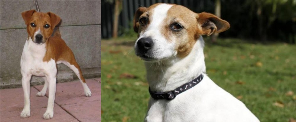 Tenterfield Terrier vs Plummer Terrier - Breed Comparison
