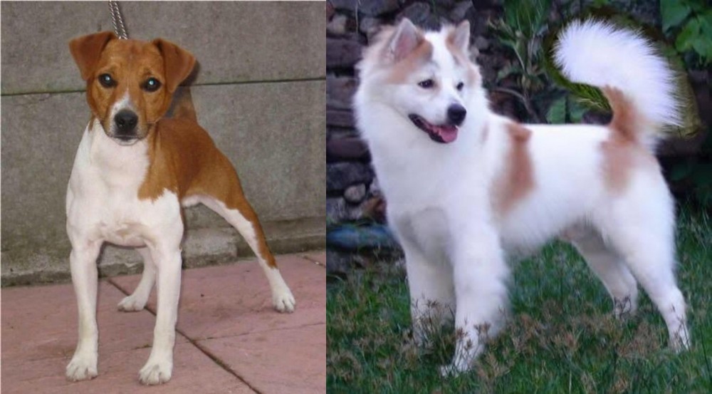 Thai Bangkaew vs Plummer Terrier - Breed Comparison