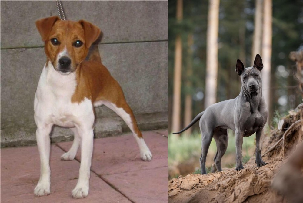 Thai Ridgeback vs Plummer Terrier - Breed Comparison