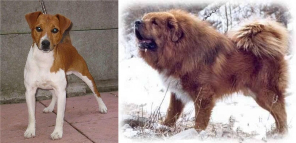 Tibetan Kyi Apso vs Plummer Terrier - Breed Comparison