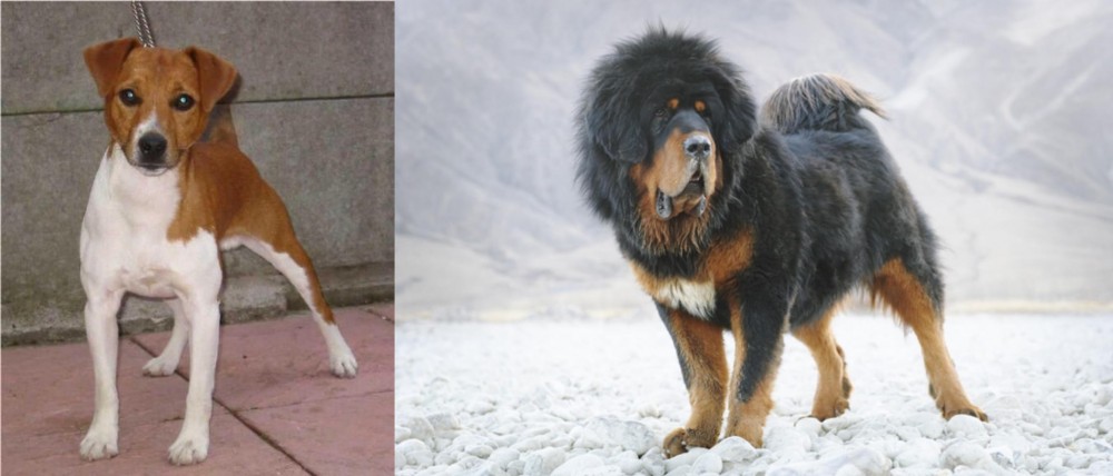 Tibetan Mastiff vs Plummer Terrier - Breed Comparison
