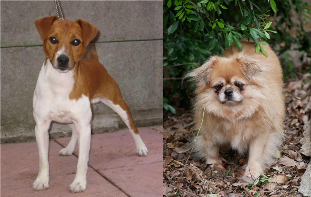 Tibetan Spaniel vs Plummer Terrier - Breed Comparison
