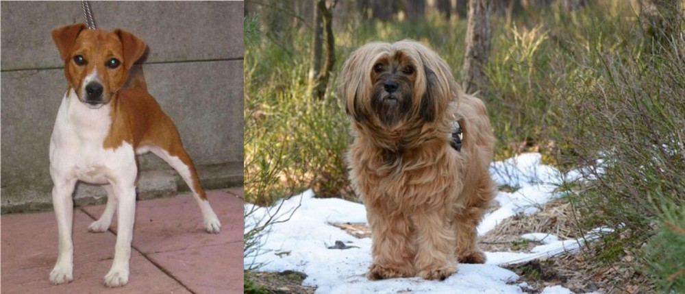 Tibetan Terrier vs Plummer Terrier - Breed Comparison