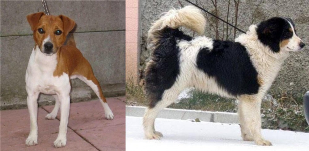 Tornjak vs Plummer Terrier - Breed Comparison