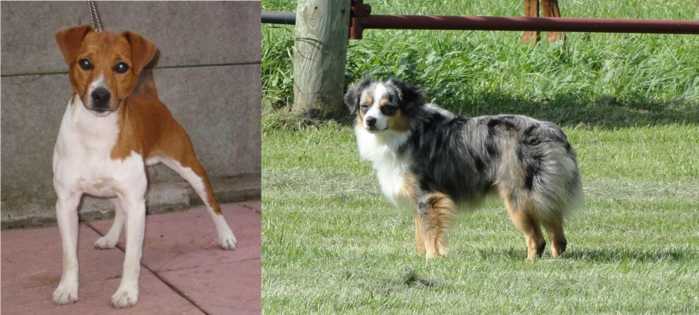 Toy Australian Shepherd vs Plummer Terrier - Breed Comparison