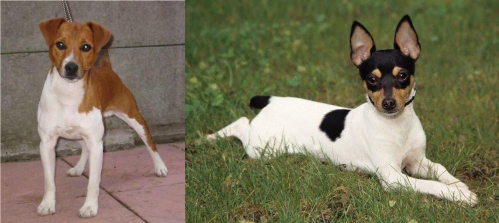 Toy Fox Terrier vs Plummer Terrier - Breed Comparison