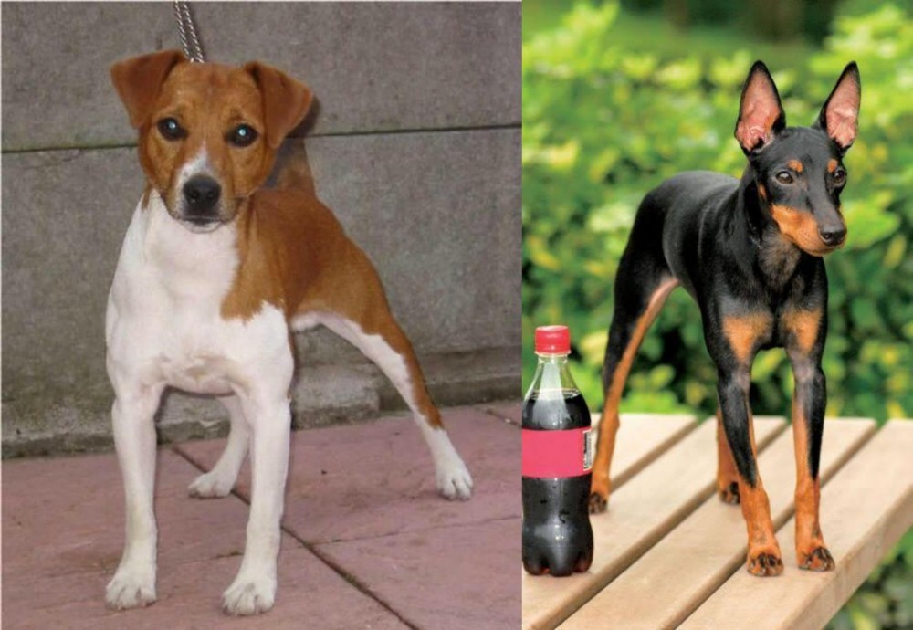 Toy Manchester Terrier vs Plummer Terrier - Breed Comparison